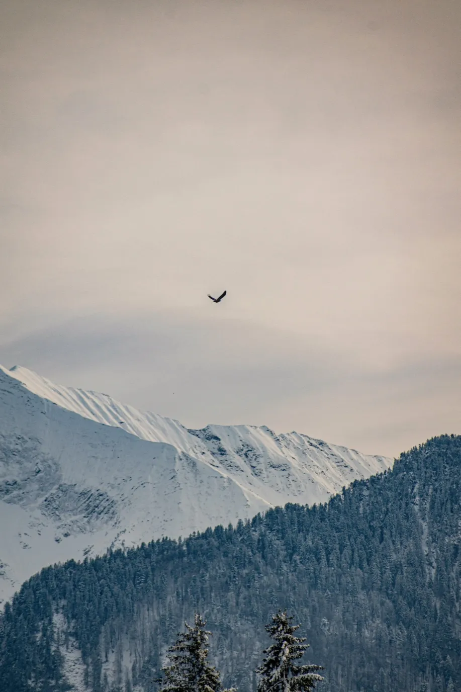 Snow-capped mountain range with a bird in flight